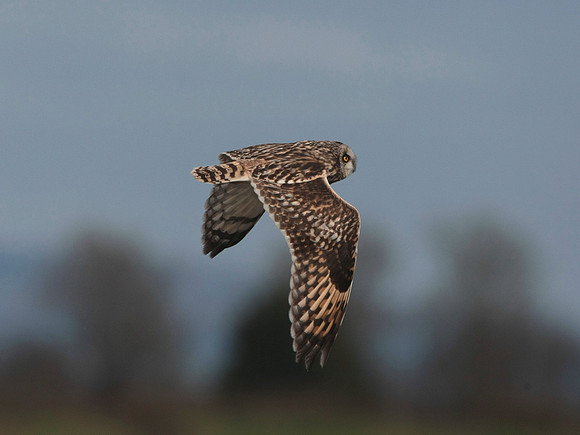 Short -eared Owl - Cardiff - Wales