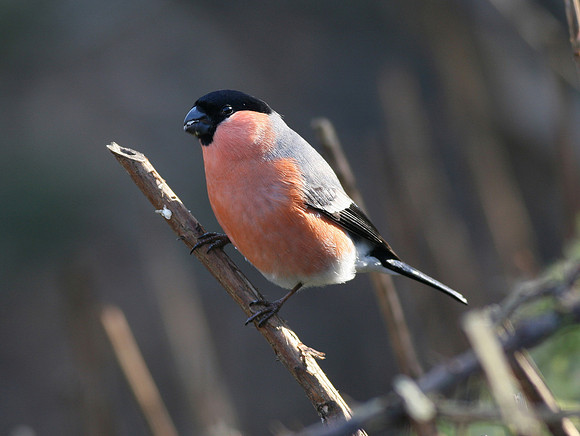 Bullfinch male - Cardiff - Wales