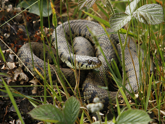 Grass Snake - Vale of Glamorgan - Wales