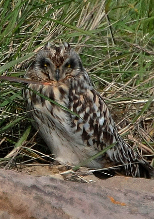 Short -eared Owl - Cardiff - Wales