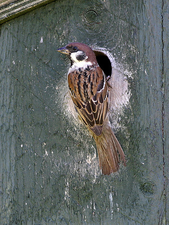 Tree Sparrow - Glamorgan - Wales