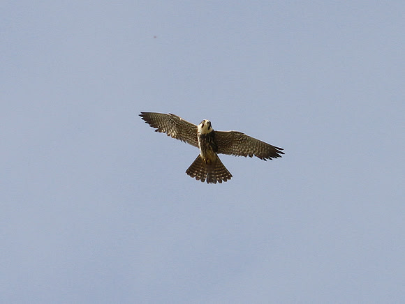 Hobby (juv) Glamorgan - Wales