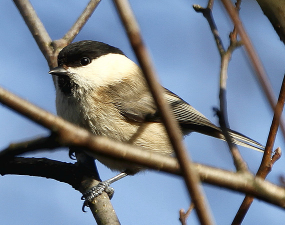 Willow Tit - Nelson -  Wales