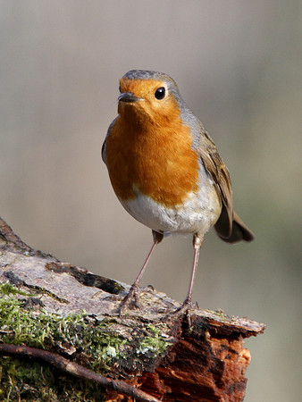 Robin - Nelson - Wales
