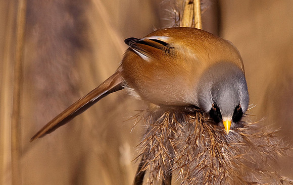 Bearded Reedling - Cosmeston - Wales