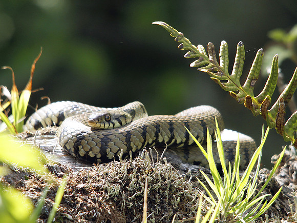 Grass Snake - Vale of Glamorgan - Wales