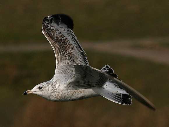 Ring-billed Gull 1st Winter - Cardiff - Wales