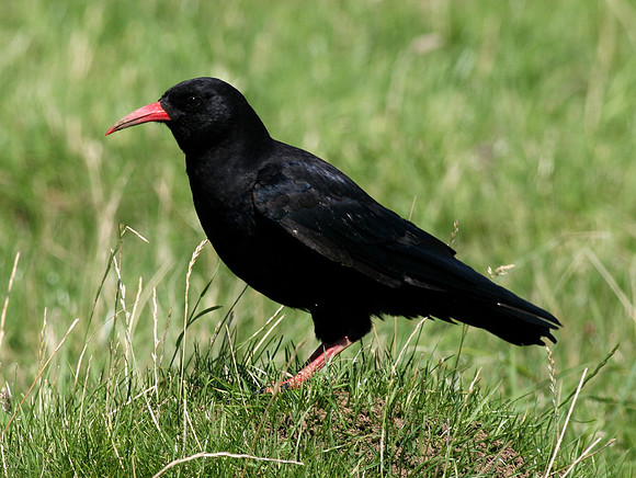 Chough - Wales