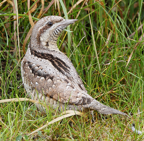 Wryneck - Nash - Gwent - Wales