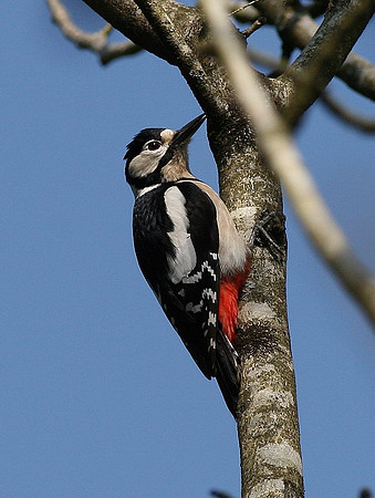 Great spotted Woodpecker - Mid Glamorgan - Wales