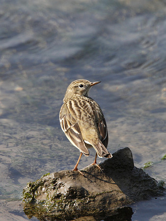 Rock Pipit - Ogmore - Wales