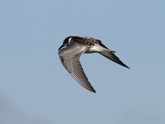 Whiskered Tern - Port Talbot - Wales
