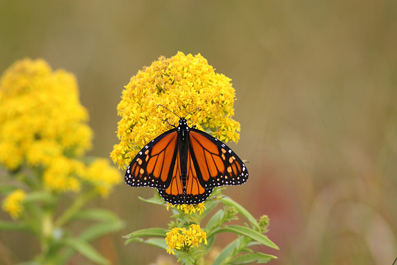 Monarch Butterfly