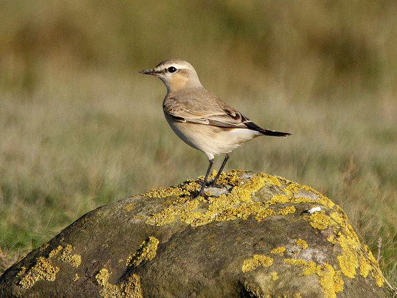 Isabelline Wheatear - West Glamorgan - Wales