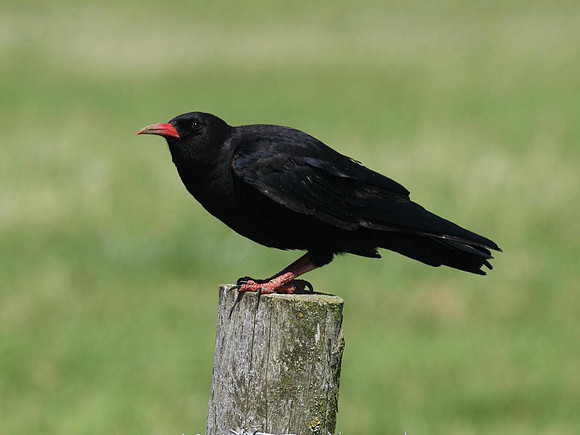 Chough - Glamorgan -Wales