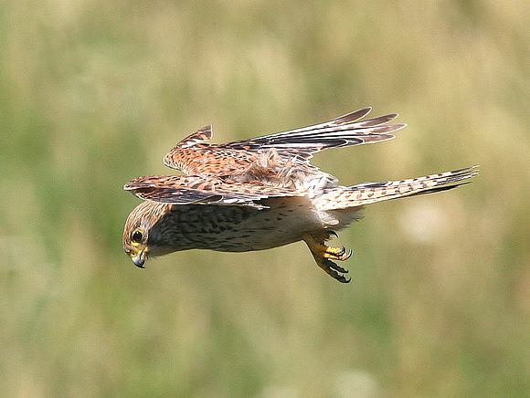 Kestrel - Heritage Coast - WALES