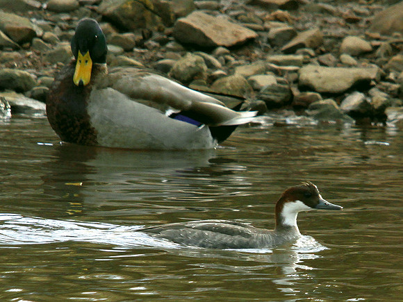 Smew - Gwent - Wales