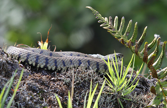 Grass Snake - Vale of Glamorgan - Wales