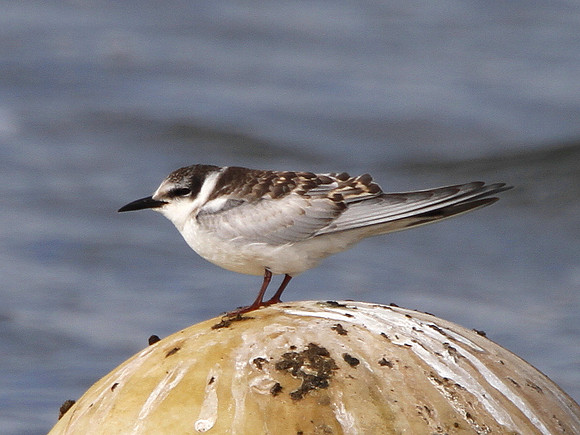 Whiskered Tern - Port Talbot - Wales