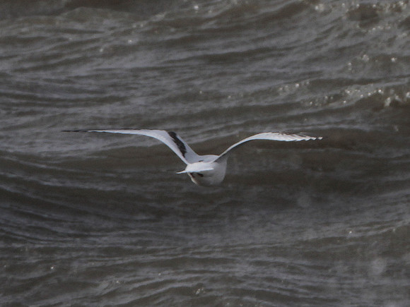 Ross' Gull - Aberavon - Wales