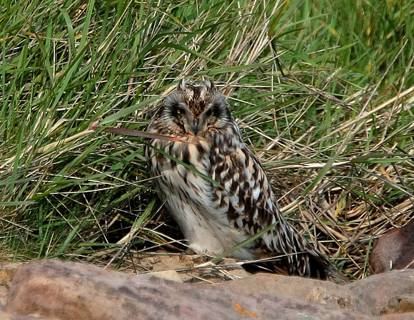 Short -eared Owl - Cardiff - Wales
