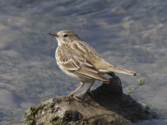 Rock Pipit - Ogmore - Wales