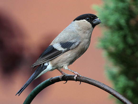 Bullfinch female - Beddau -Wales