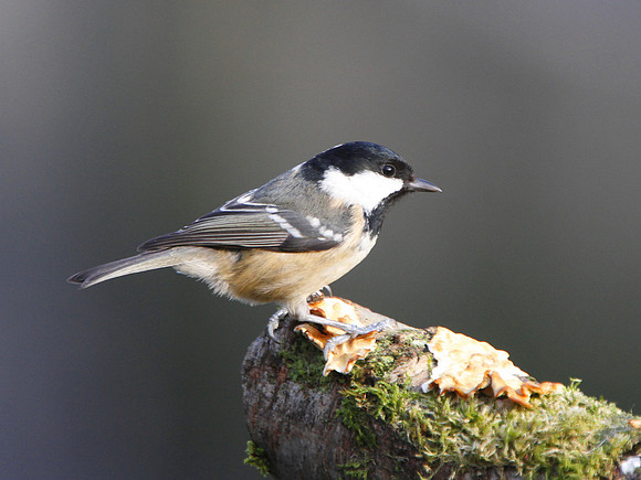 Coal Tit - Nelson - Wales