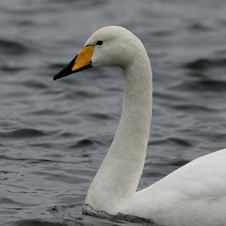 Whooper Swan- Cosmeston - Wales