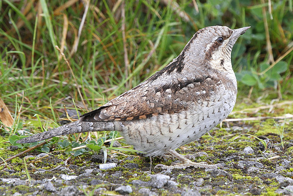 Wryneck - Nash - Gwent - Wales