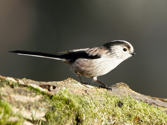 Long tailed Tit - Nelson - Wales