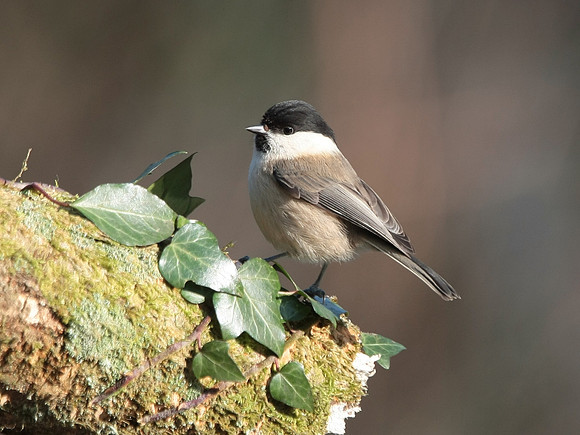 Willow Tit - Nelson - Wales