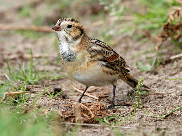 Lapland Bunting - Wales