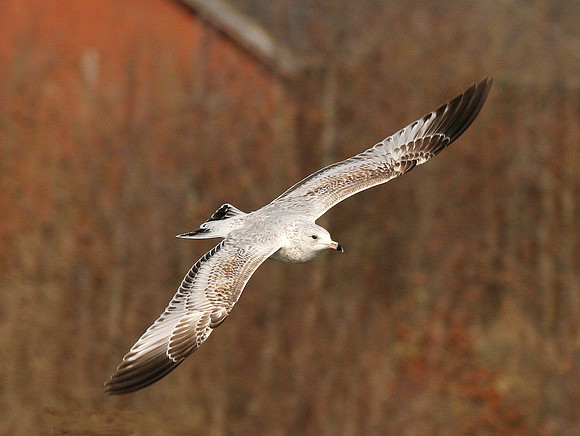 Ring-billed Gull 1st Winter - Cardiff - Wales