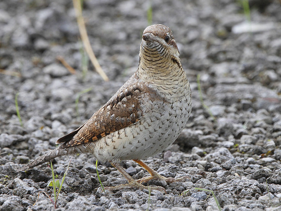 Wryneck - Nash - Gwent - Wales