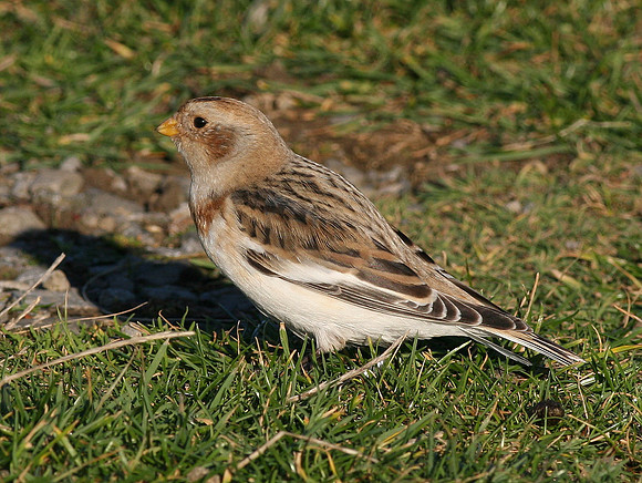 Snow Bunting - Nash Point - Wales