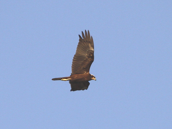 Marsh Harrier - Ebro Delta - Spain
