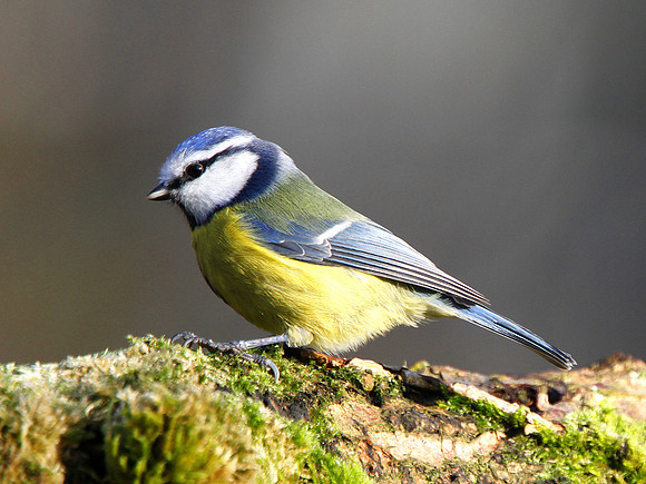 Blue Tit - Nelson - Wales