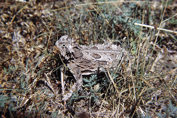 Texas horned Lizard - US