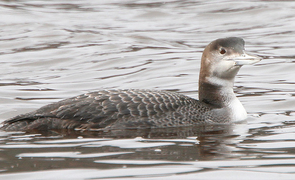 Great Northern Diver - Llwyn On - Wales