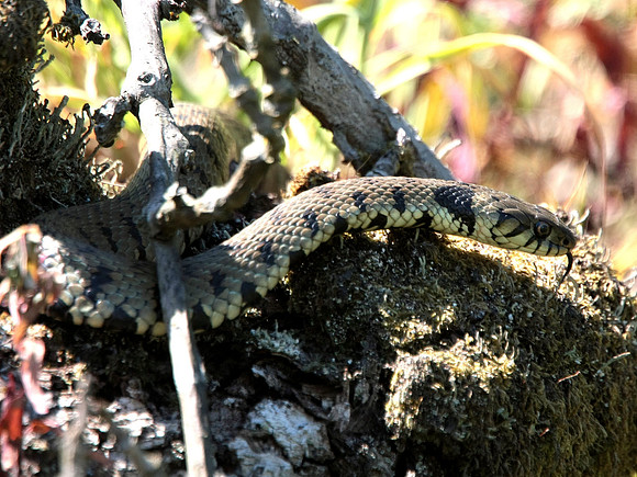 Grass Snake - Vale of Glamorgan - Wales