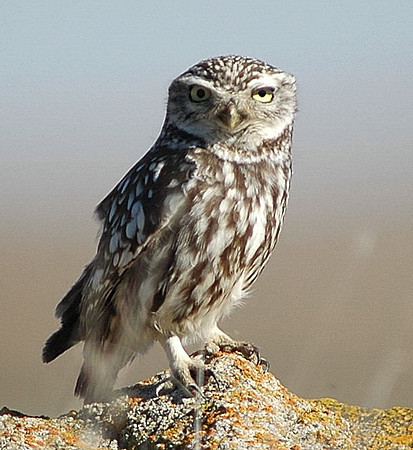 Little Owl - Villafafilla - Spain