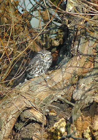 Little Owl on stump - Cardiff -Wales