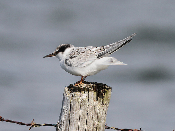 Little Tern -Kenfig - Wales