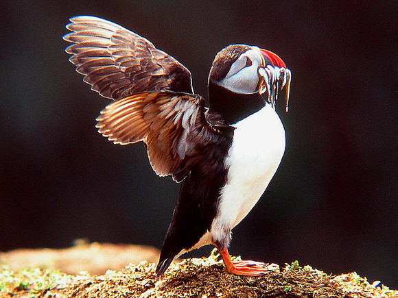 Atlantic Puffin - Skomer - Wales