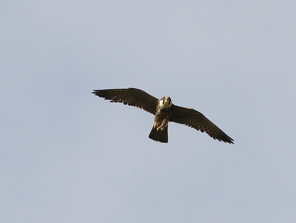 Hobby (juv) Glamorgan - Wales