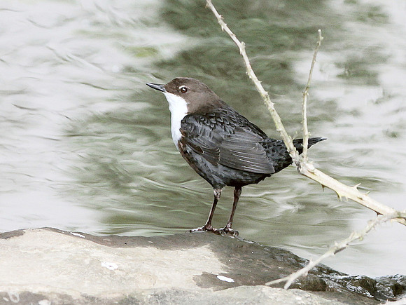 Dipper - Llantrisant - Wales