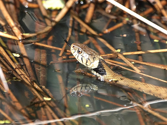 Grass Snake - Vale of Glamorgan - Wales