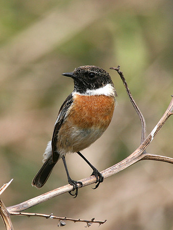 Stonechat - Ogmore - Wales
